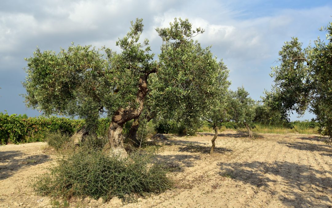 Come facciamo il nostro Olio